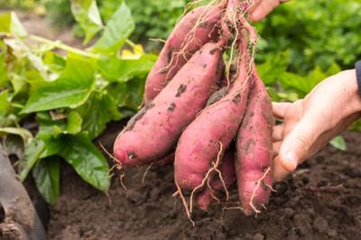 Mengenal Kandungan Nutrisi Dalam Ubi Jalar